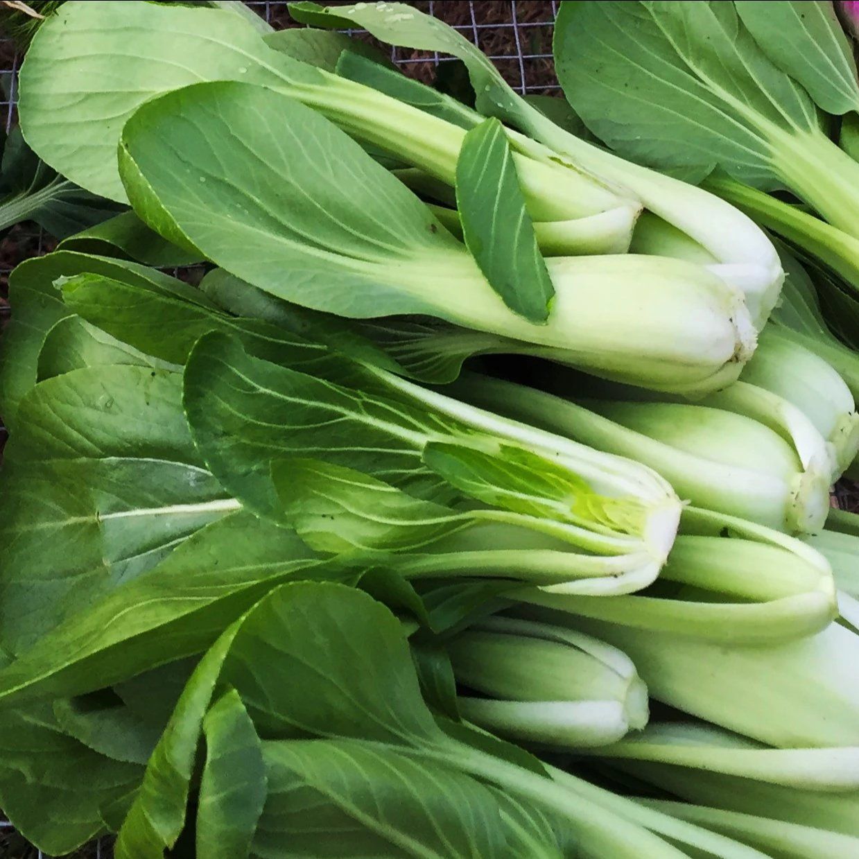 Shanghai Green Baby Bok Choy vendor-unknown