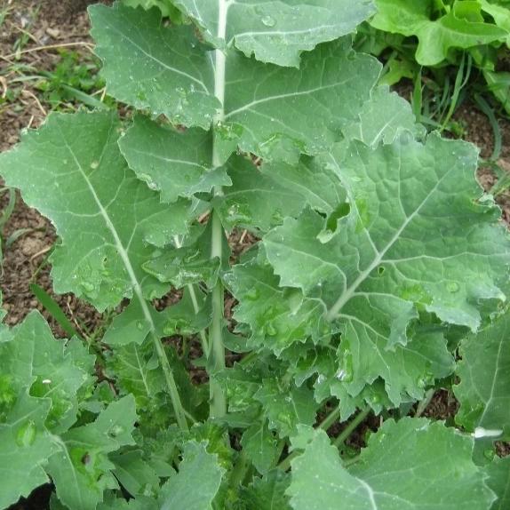 Siberian Kale vendor-unknown