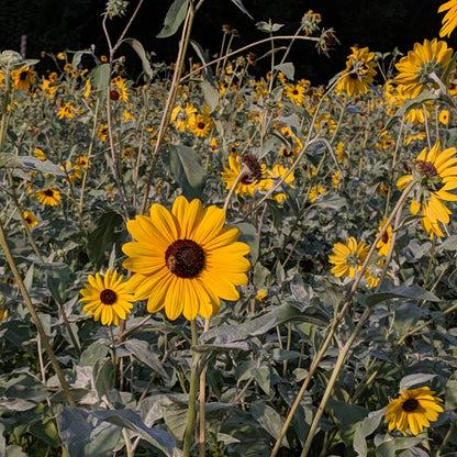 Silverleaf Sunflower vendor-unknown