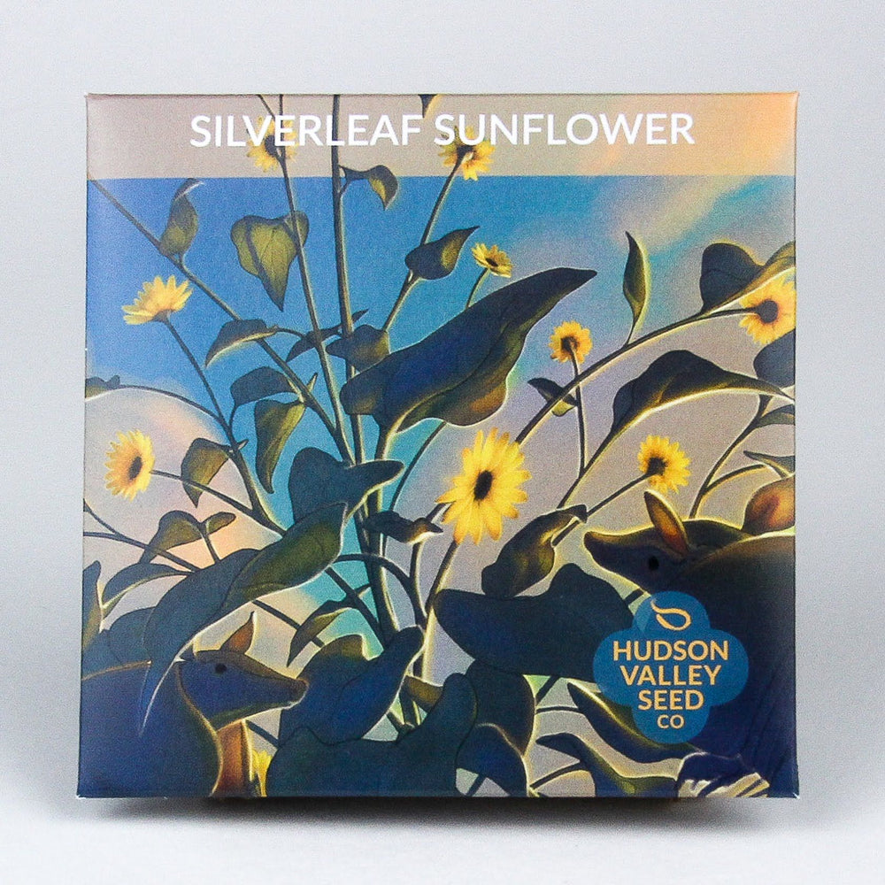Silverleaf Sunflower vendor-unknown