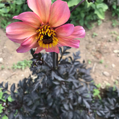 Glowing Ember Dahlia Tuber