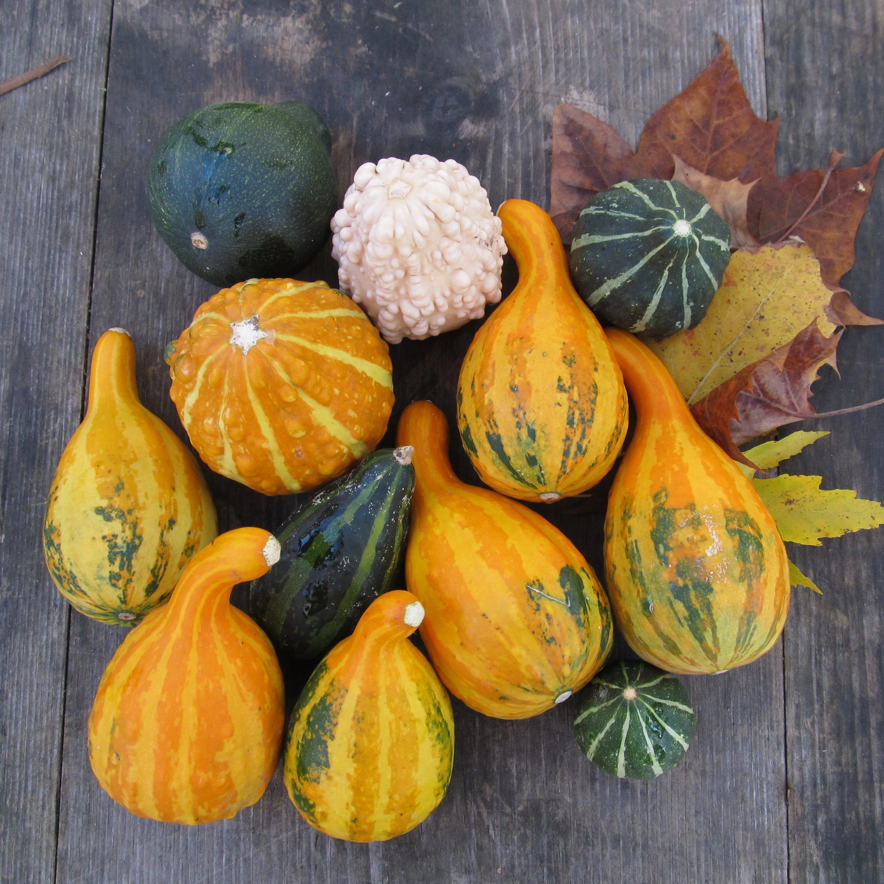 Small Ornamental Gourd Mix Seeds Hudson Valley Seed Company Small Ornamental Gourd Mix Seeds Hudson Valley Seed Company