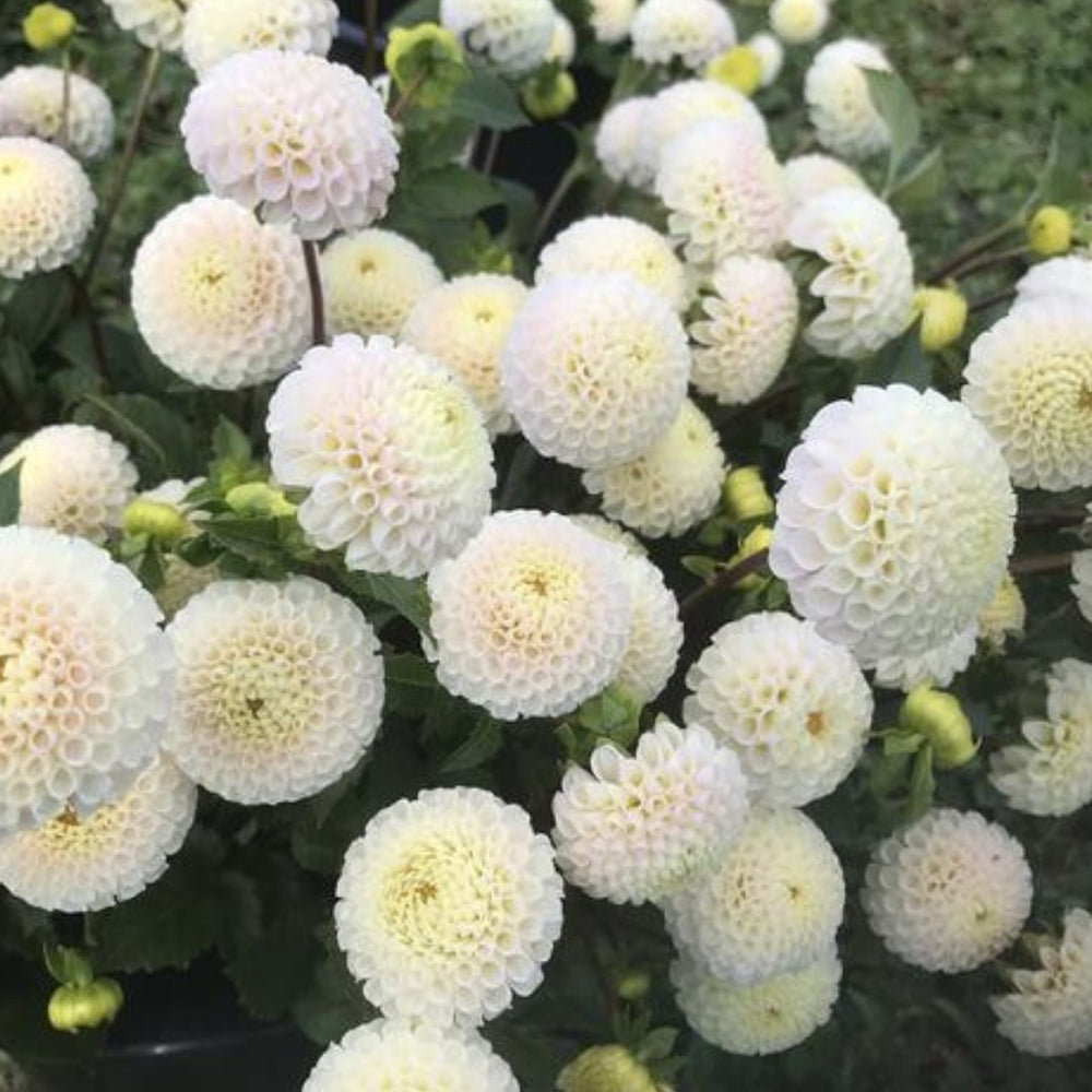 Small World Dahlia Tuber vendor-unknown
