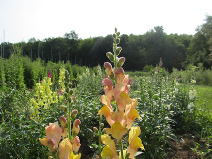 Snapdragon Mix vendor-unknown