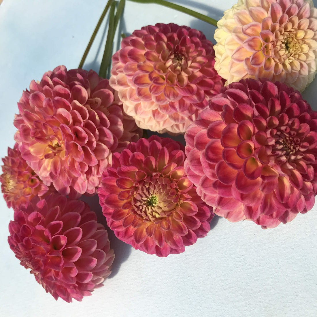 Snoho Doris Dahlia Tuber vendor-unknown