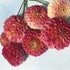Snoho Doris Dahlia Tuber vendor-unknown