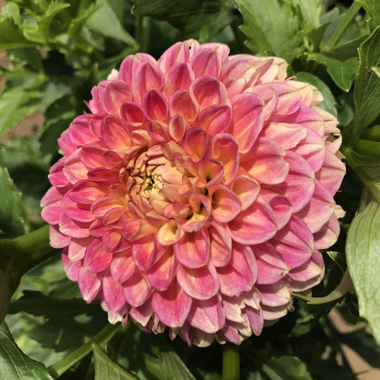 Snoho Doris Dahlia Tuber vendor-unknown