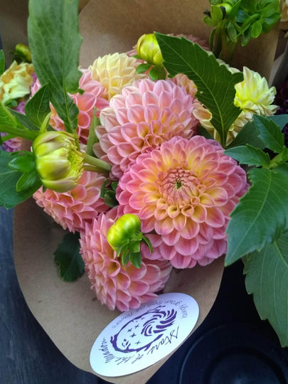 Snoho Doris Dahlia Tuber vendor-unknown