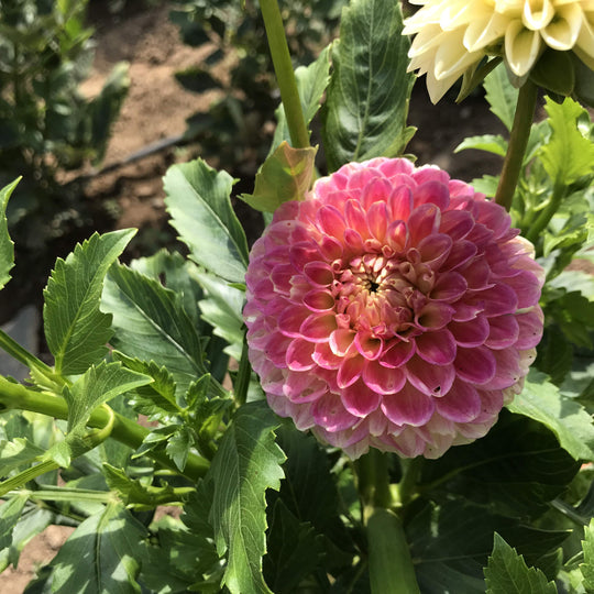 Snoho Doris Dahlia Tuber vendor-unknown