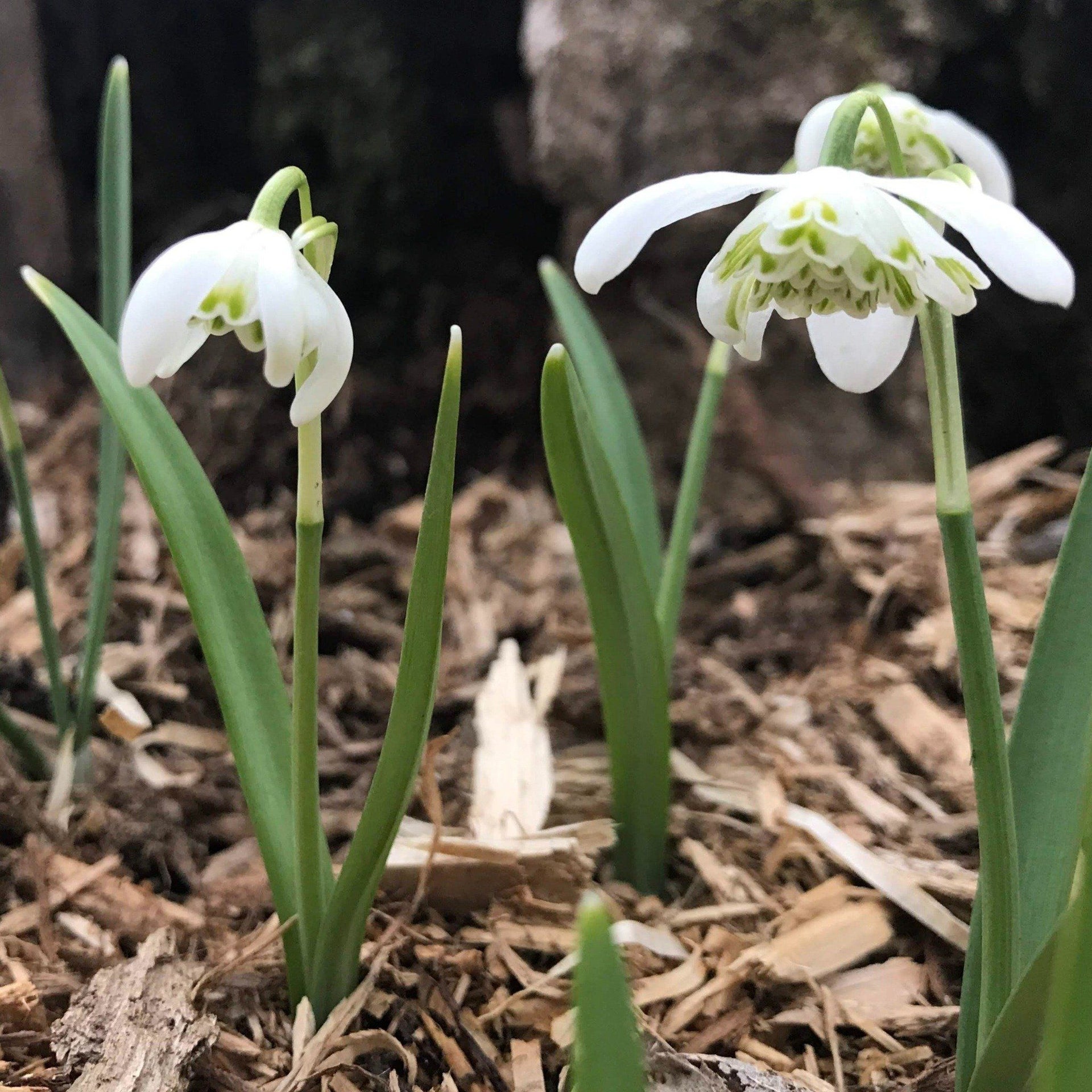 snowdrop flower seeds Snowdrops, Double 'Flore Pleno'
