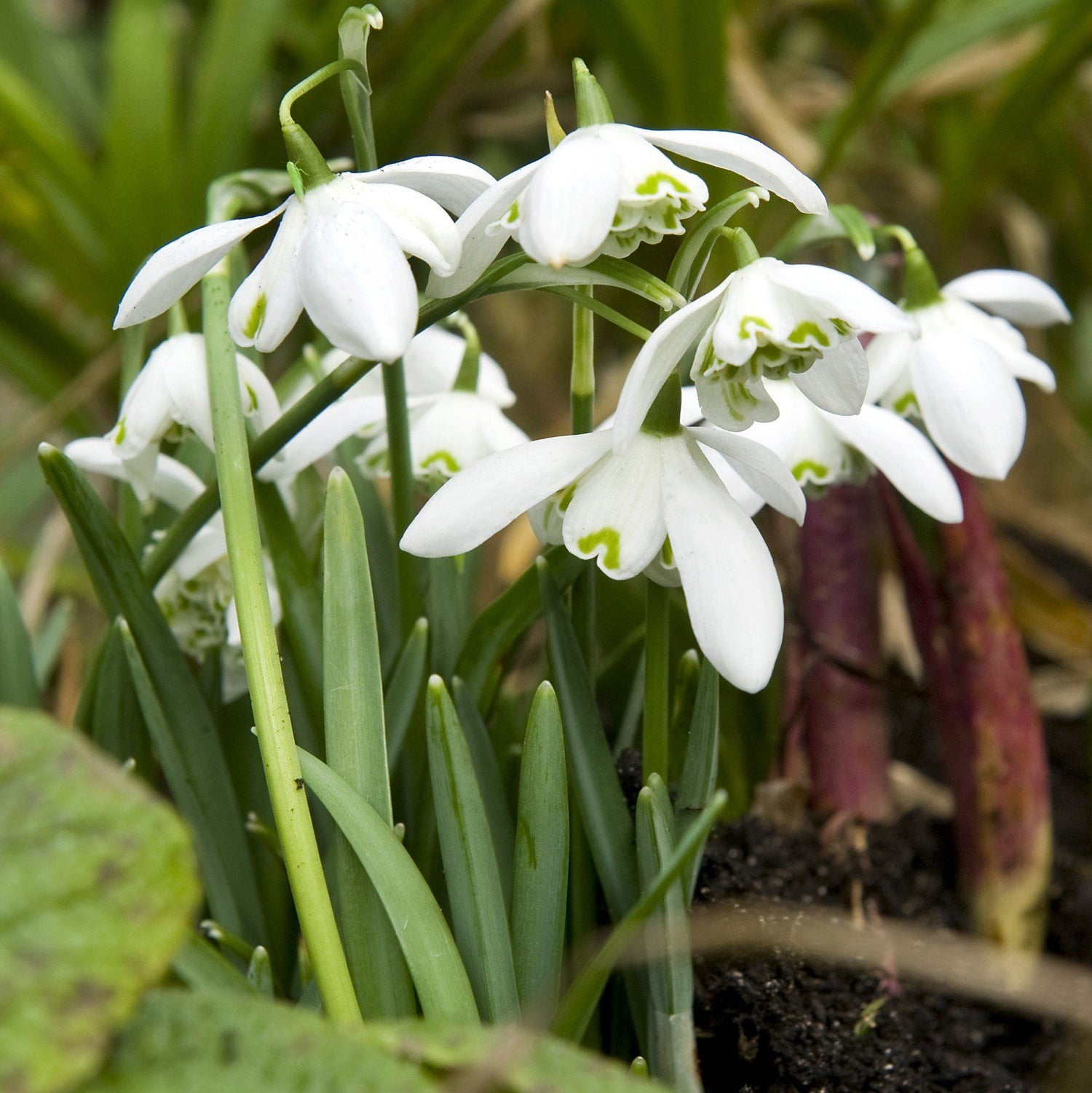 Snowdrops, Double &quot;Flore Pleno&quot; vendor-unknown