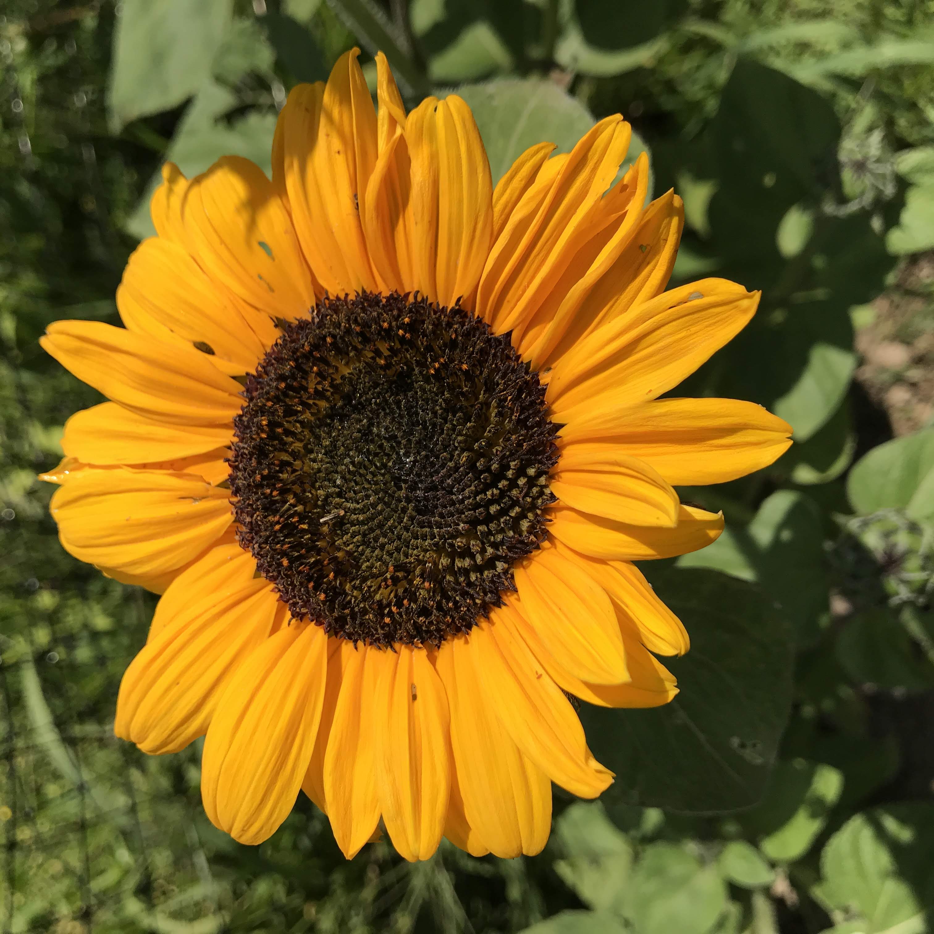 Soraya Sunflower vendor-unknown