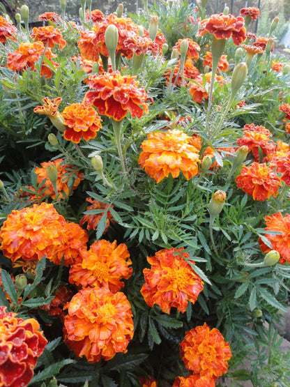 marigold seed mix Sparky French Mix Marigold Seeds 1800 Seeds