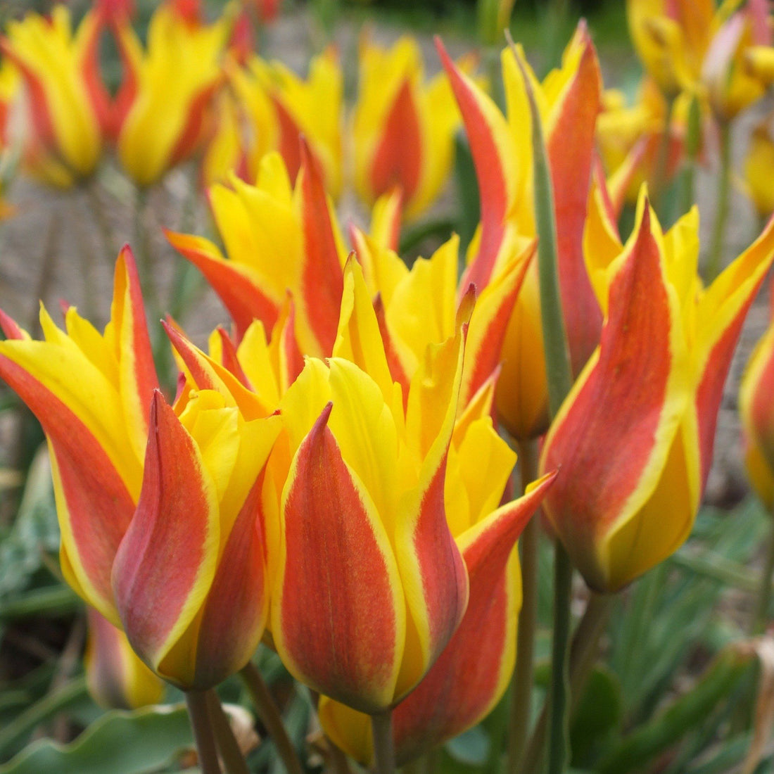 Species Tulip &quot;Kolpakowskiana&quot; vendor-unknown