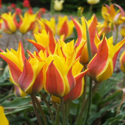 Species Tulip &quot;Kolpakowskiana&quot; vendor-unknown