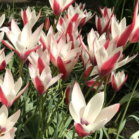 Gobelets isothermes Tulip, gobelets à double paroi Tulip