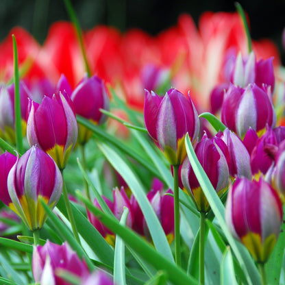 Species Tulip humilis &quot;Persian Pearl&quot; vendor-unknown