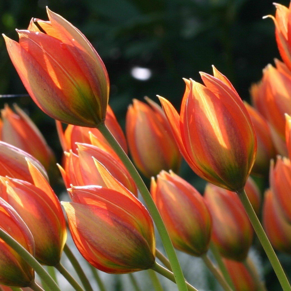 Species Tulip orphanidea 