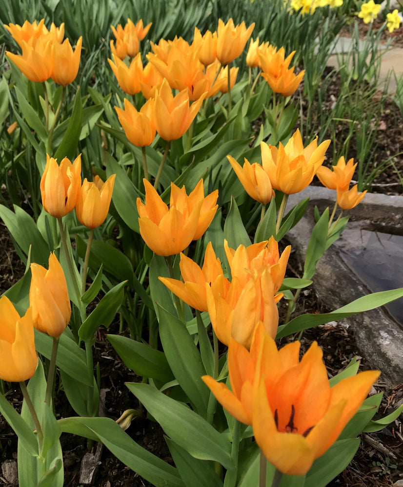 Species Tulip praestans 