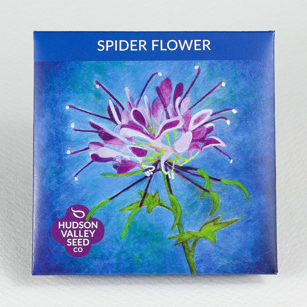 Spider Flower Seeds Hudson Valley Seed Company