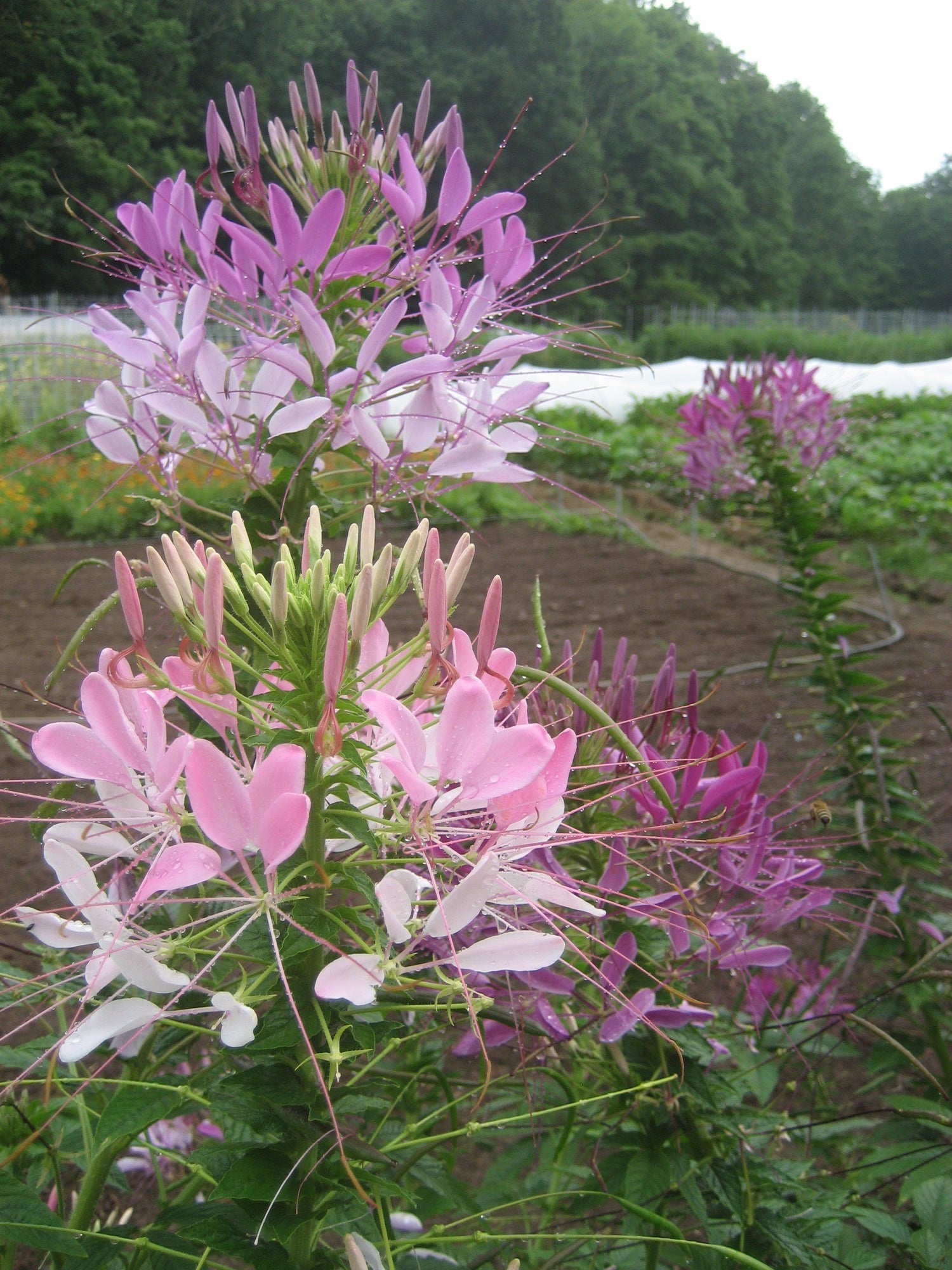 Spider Flower vendor-unknown