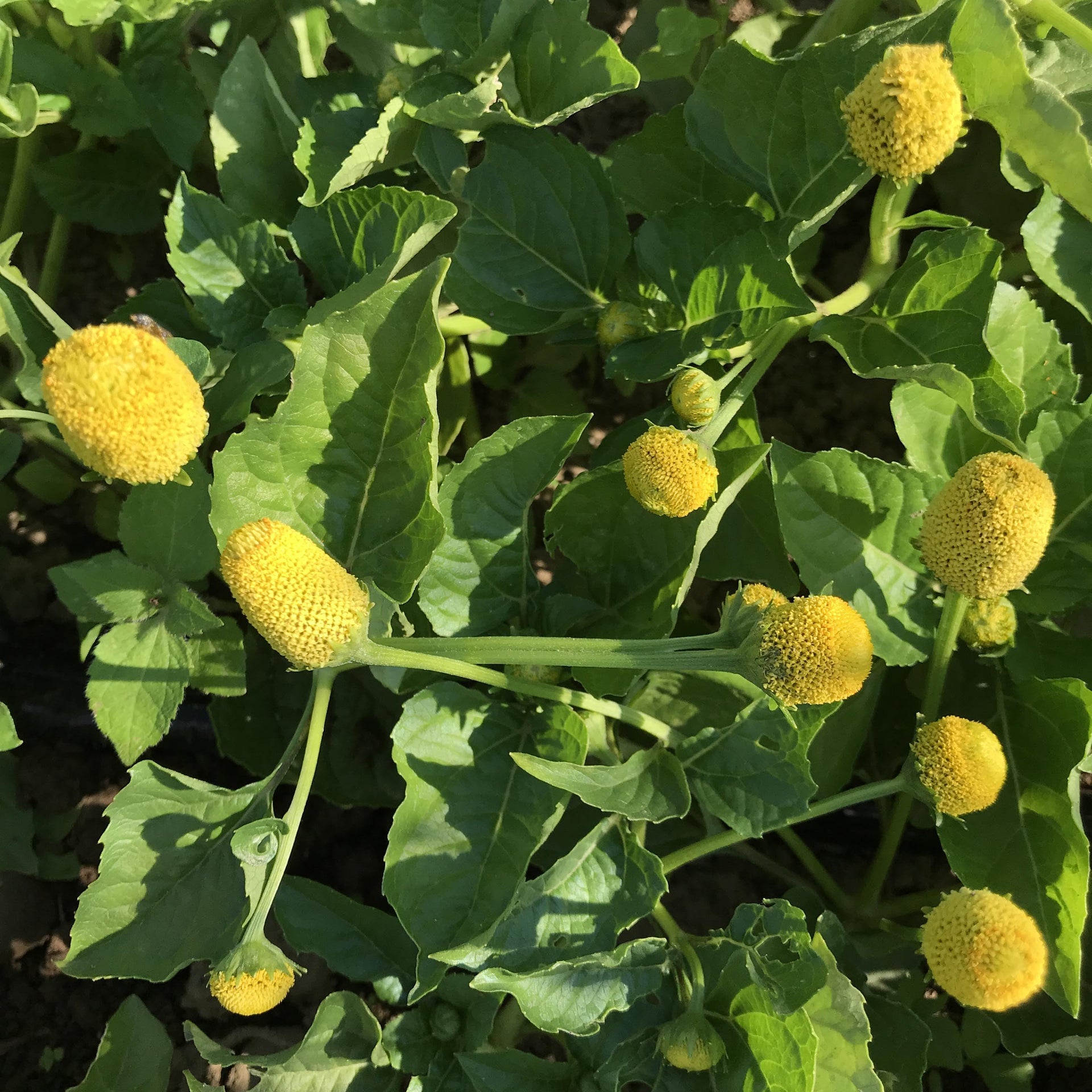 toothache plant seed Spilanthes