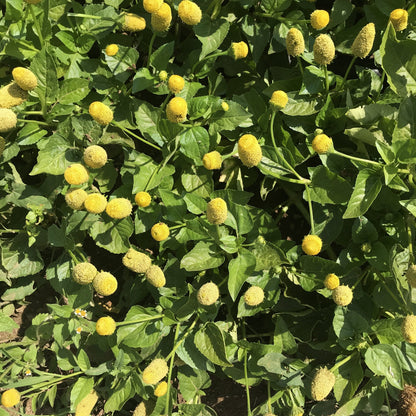 Spilanthes vendor-unknown