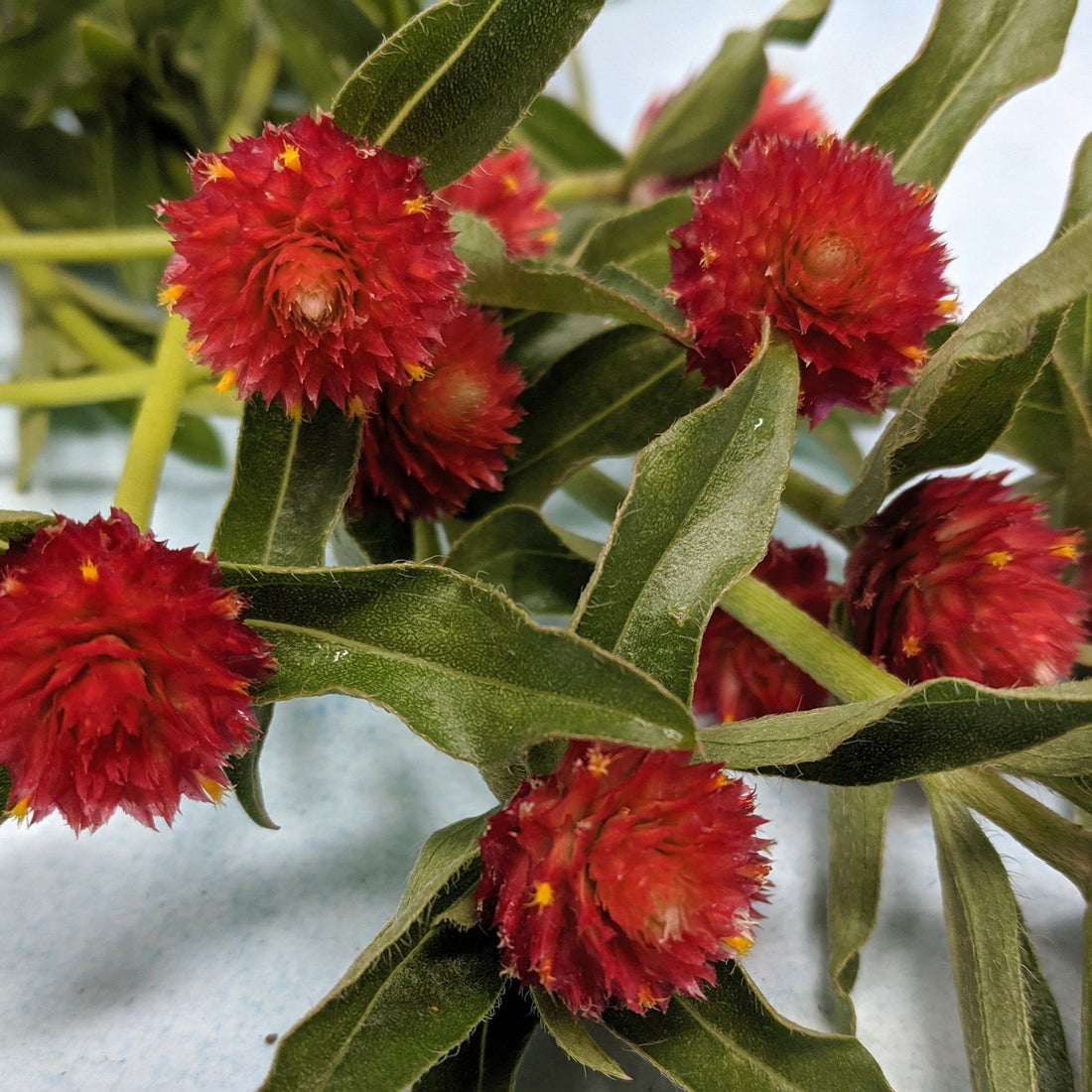 Strawberry Fields Gomphrena vendor-unknown