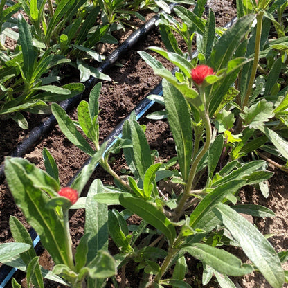 gomphrena strawberry fields seeds Strawberry Fields Gomphrena