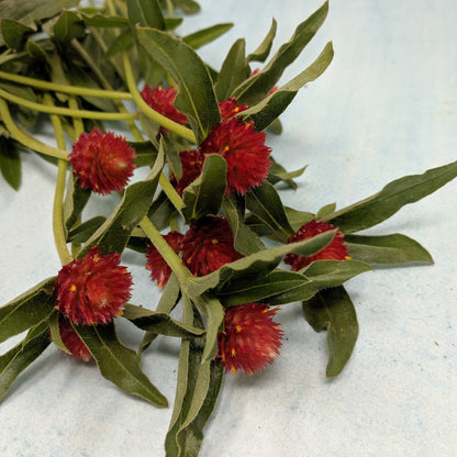 Strawberry Fields Gomphrena vendor-unknown