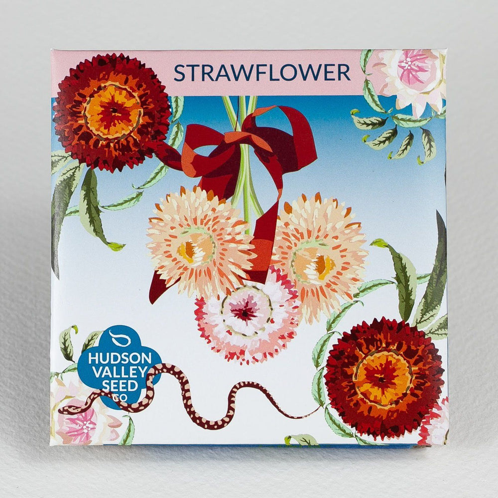 Strawflower vendor-unknown