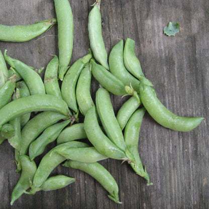 Sugar Daddy Snap Pea vendor-unknown