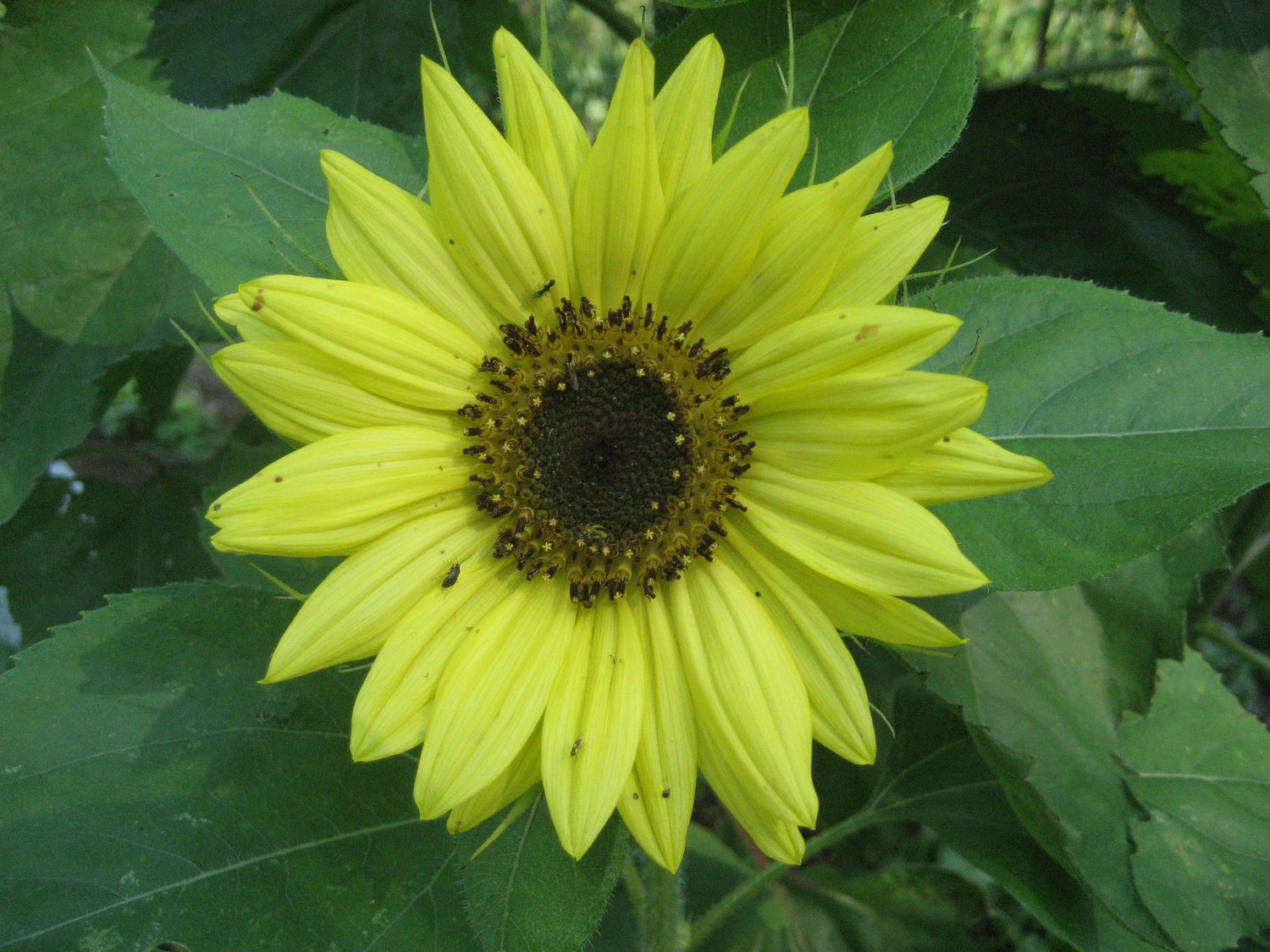 Sunflower Surprise vendor-unknown