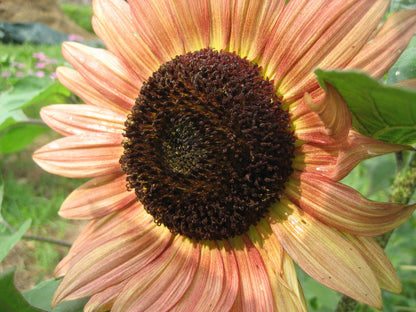 Sunflower Surprise vendor-unknown