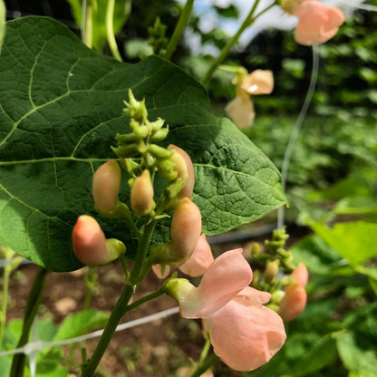 a bean plant produces a seed Sunset Runner Bean Seeds 6 Ounces