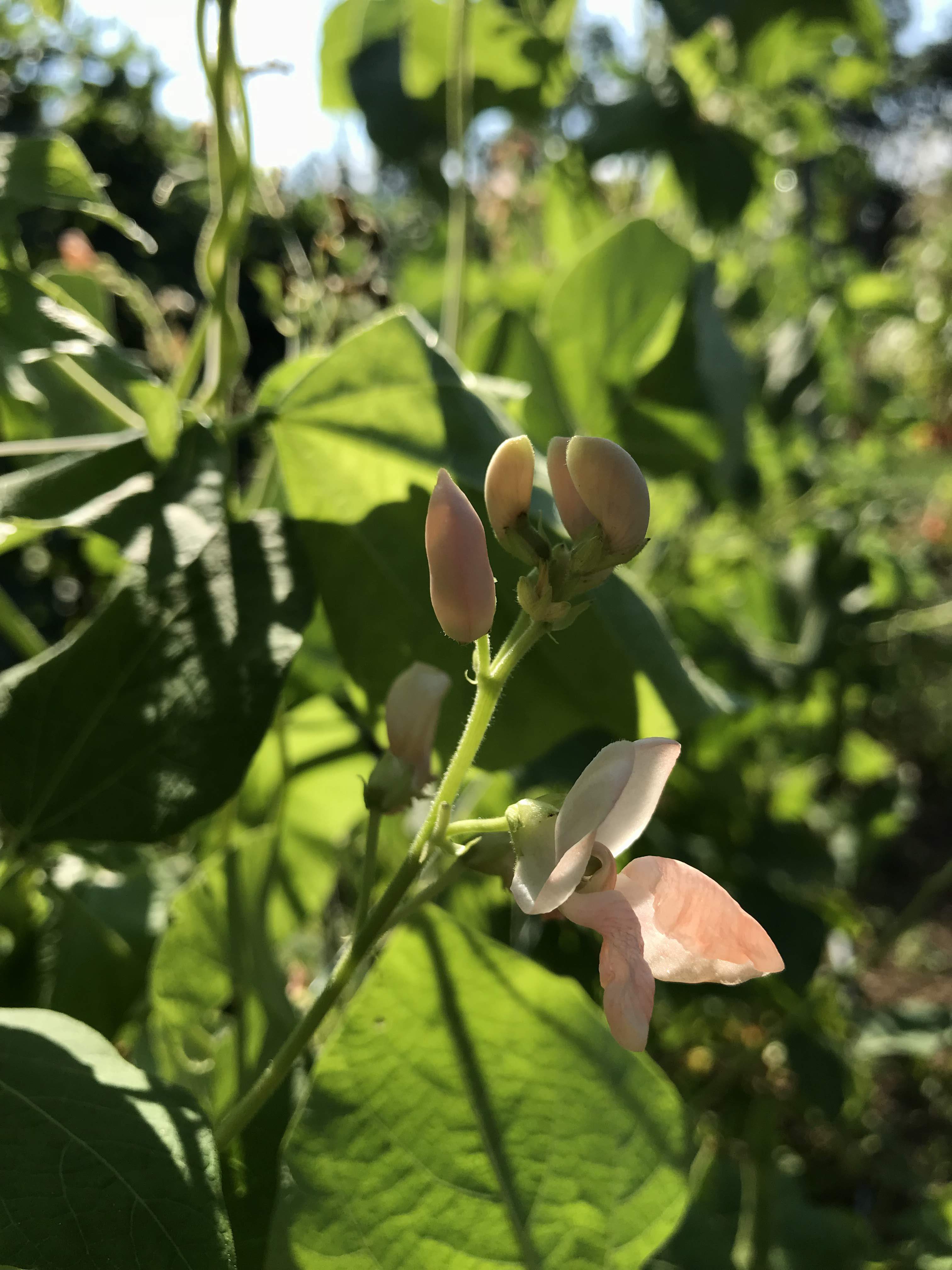 Sunset Runner Bean vendor-unknown