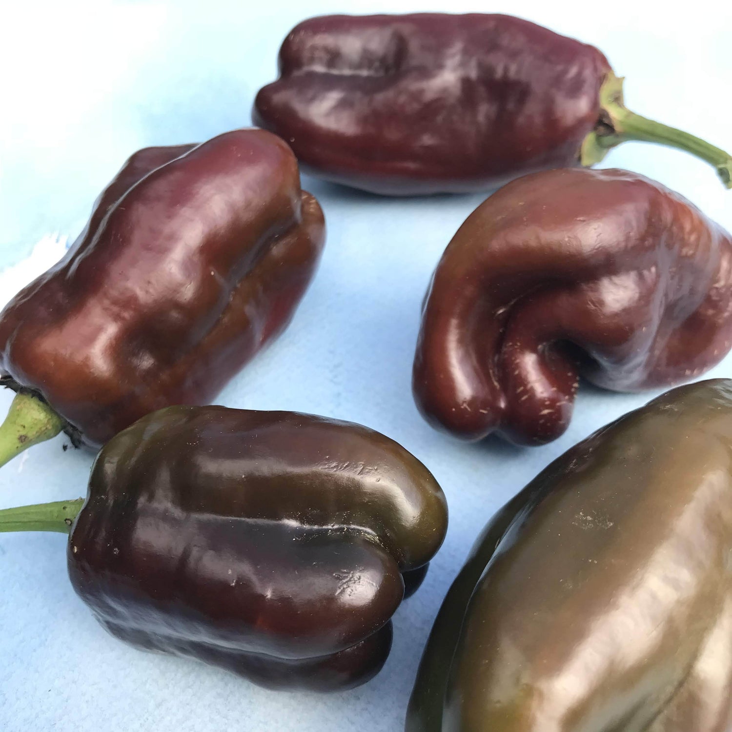 Sweet Chocolate Pepper vendor-unknown