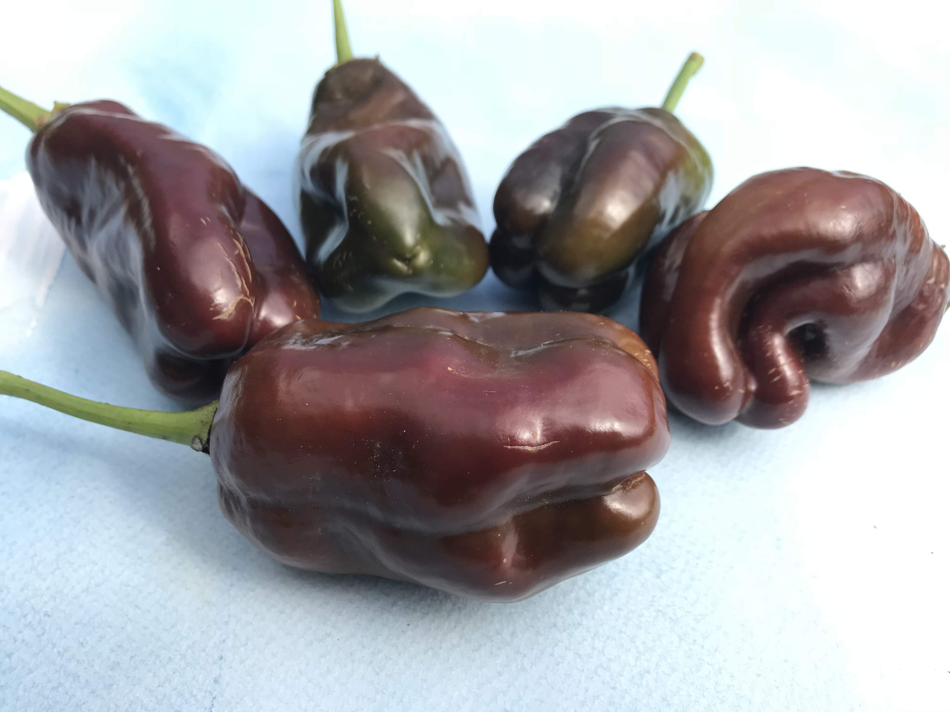 Sweet Chocolate Pepper vendor-unknown