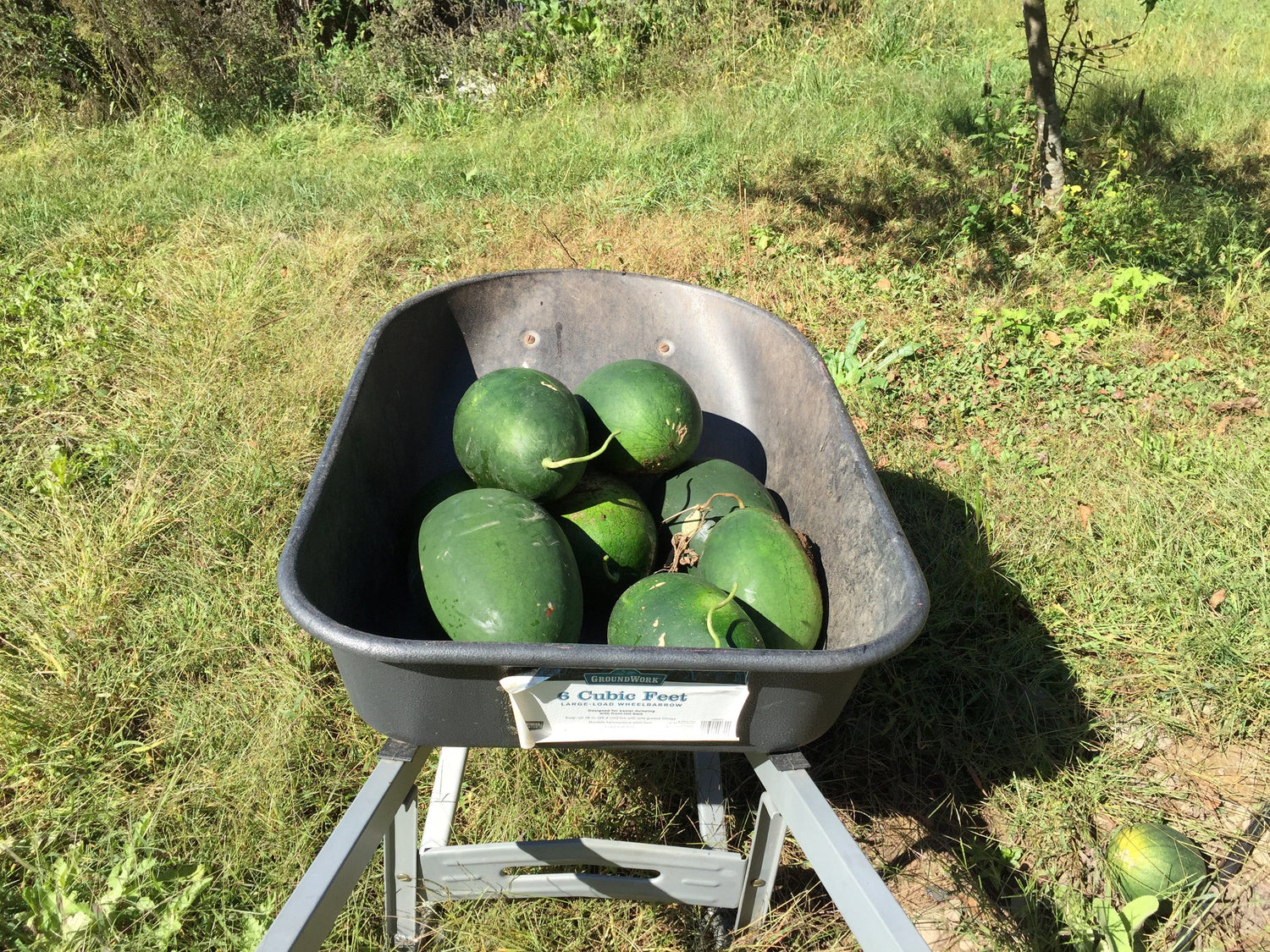 Sweet Siberian Watermelon vendor-unknown