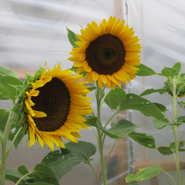 sunflower indoor plant Taiyo Sunflower Organic Seeds 4 Ounces