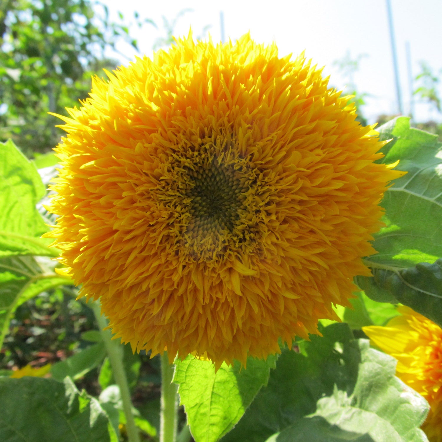 Teddy Bear Sunflower vendor-unknown