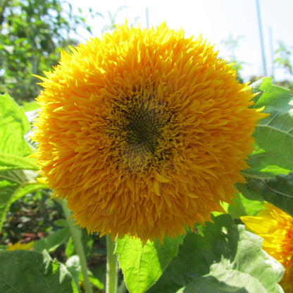 Teddy Bear Sunflower vendor-unknown