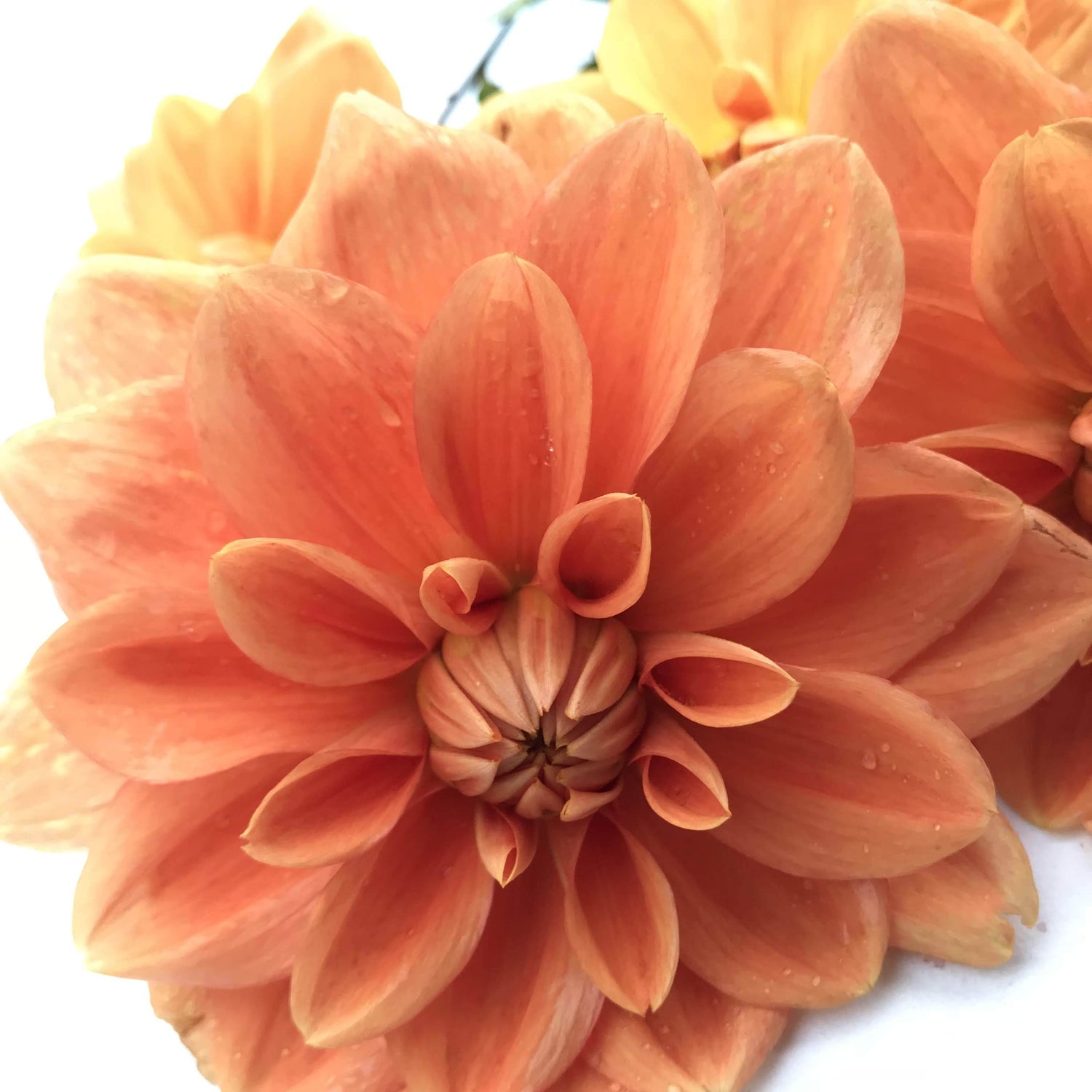 Teddy Dahlia Tuber vendor-unknown