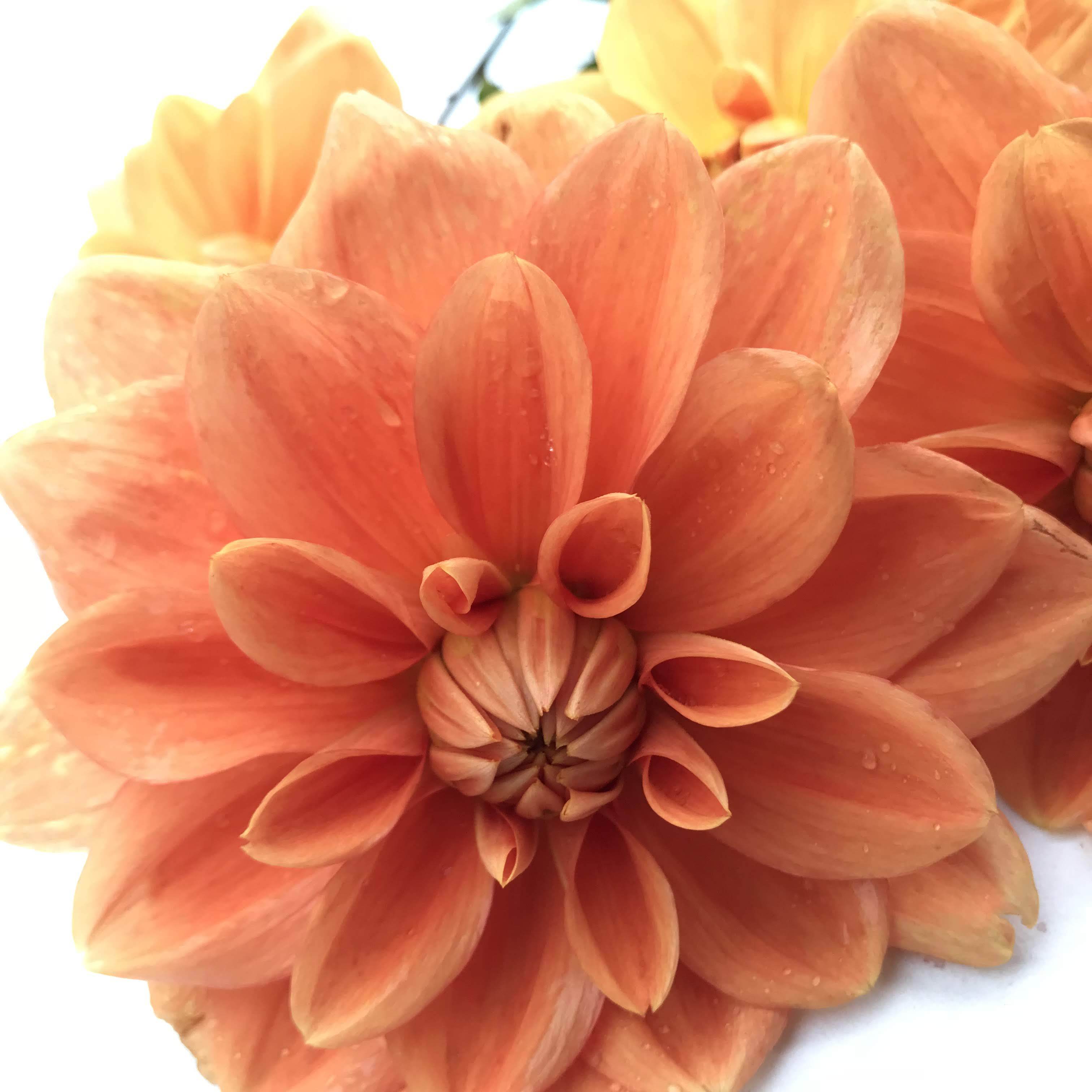 Teddy Dahlia Tuber vendor-unknown
