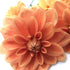 Teddy Dahlia Tuber vendor-unknown