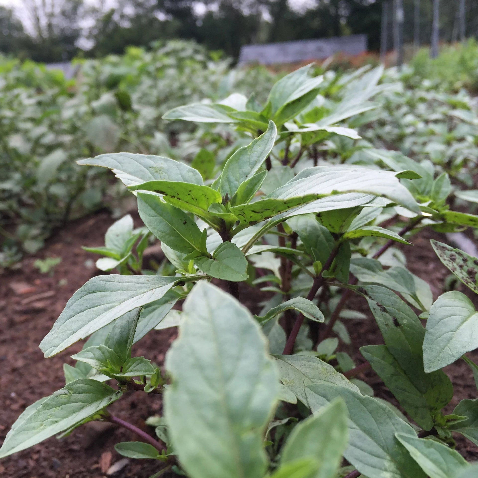 thai basil seeds from plant Thai Basil