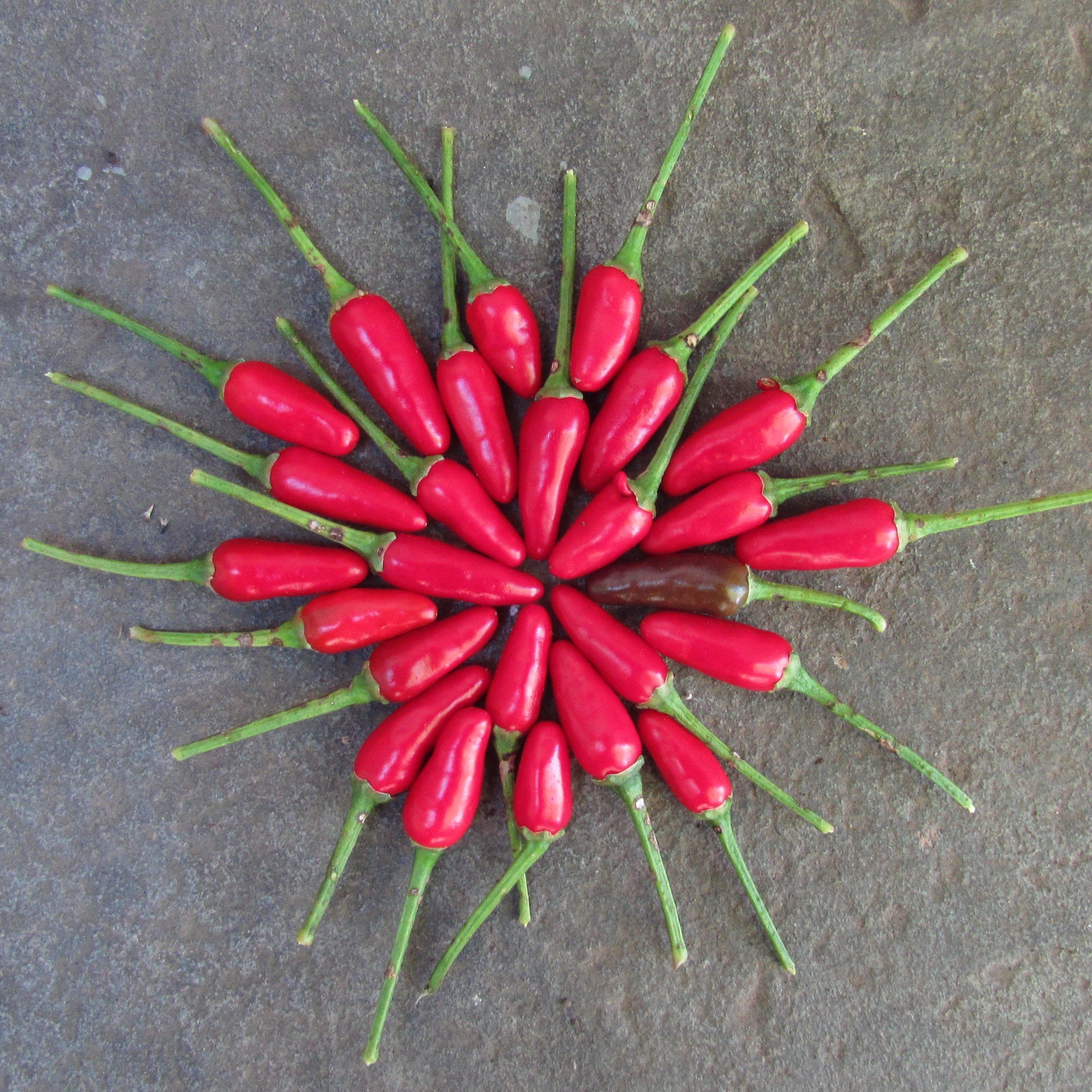 Thai Hot Pepper vendor-unknown