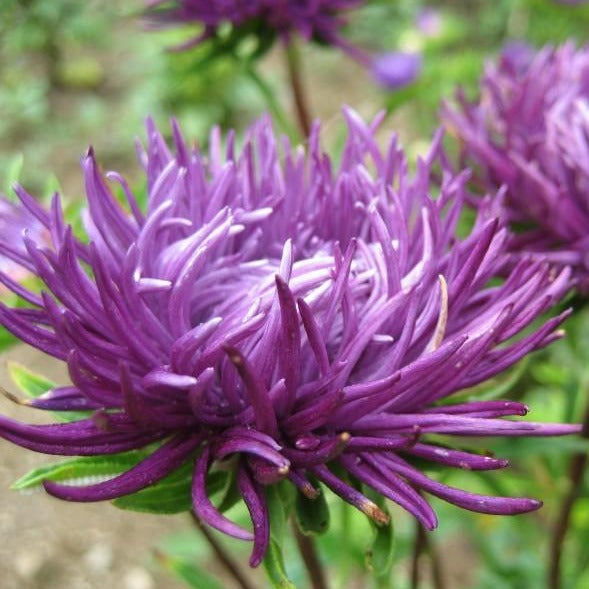 Tiger Paw Aster vendor-unknown