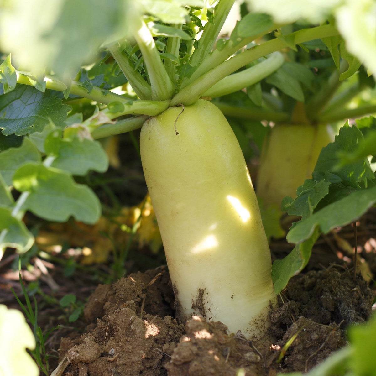 Tillage Radish Cover Crop Seeds – Hudson Valley Seed Company