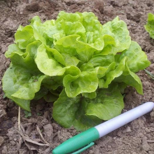 Tom Thumb Lettuce